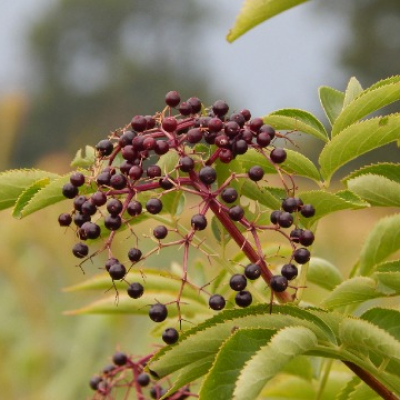 Czarny bez